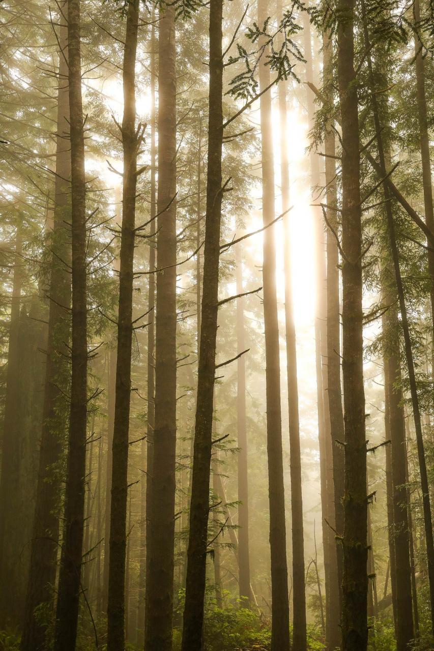 853x1280 Redwood National Park in northern California [OC][1365x2048] Uber
