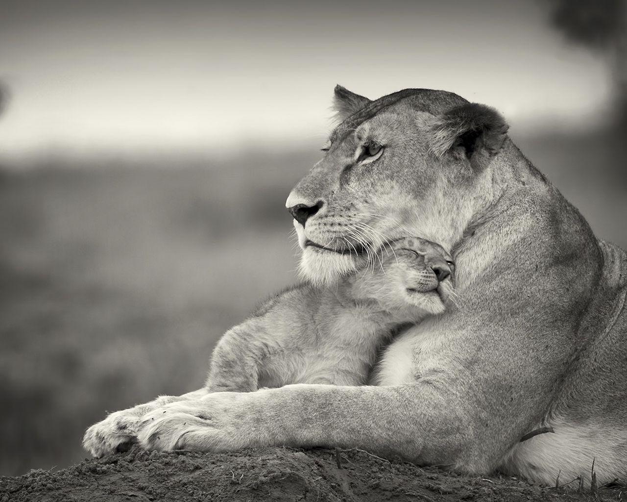 1280x1024 Download wallpaper 1280x1024 lion, couple, wool, cub, black and white standard 5:4 HD background