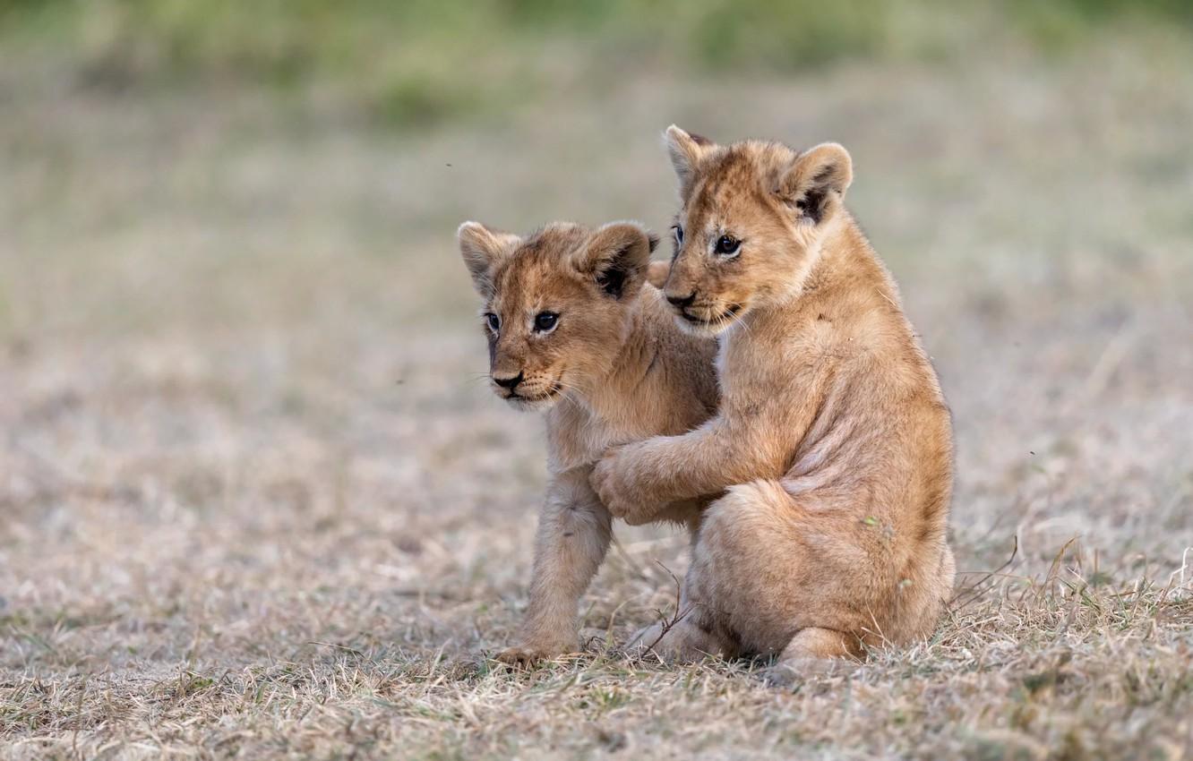 1332x850 Wallpaper nature, baby, pair, the cubs, a couple, lion, two, lion, two lion image for desktop, section кошки