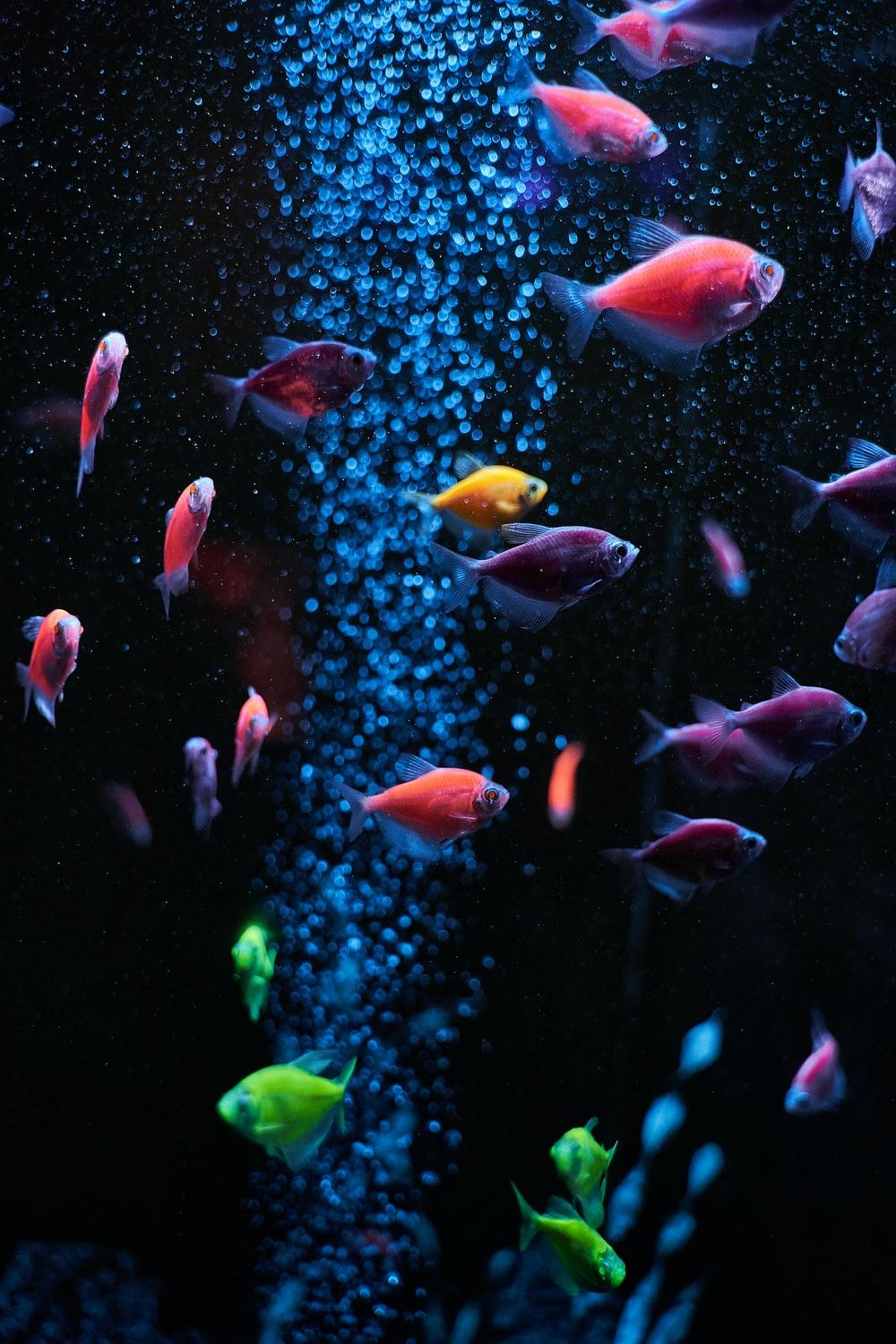 3d Aquarium Wallpaper For Iphone Image Num 26