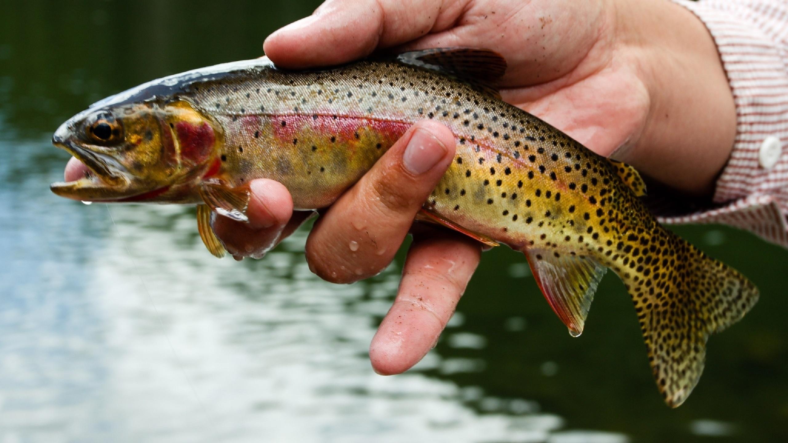 2560x1440 Free download HDWP 50 Trout Wallpaper Trout Collection of Widescreen [2560x1440] for your Desktop, Mobile & Tablet. Explore Trout Wallpaper. Rainbow Trout Wallpaper, Fly Fishing Wallpaper Trout, Trout Wallpaper Borders