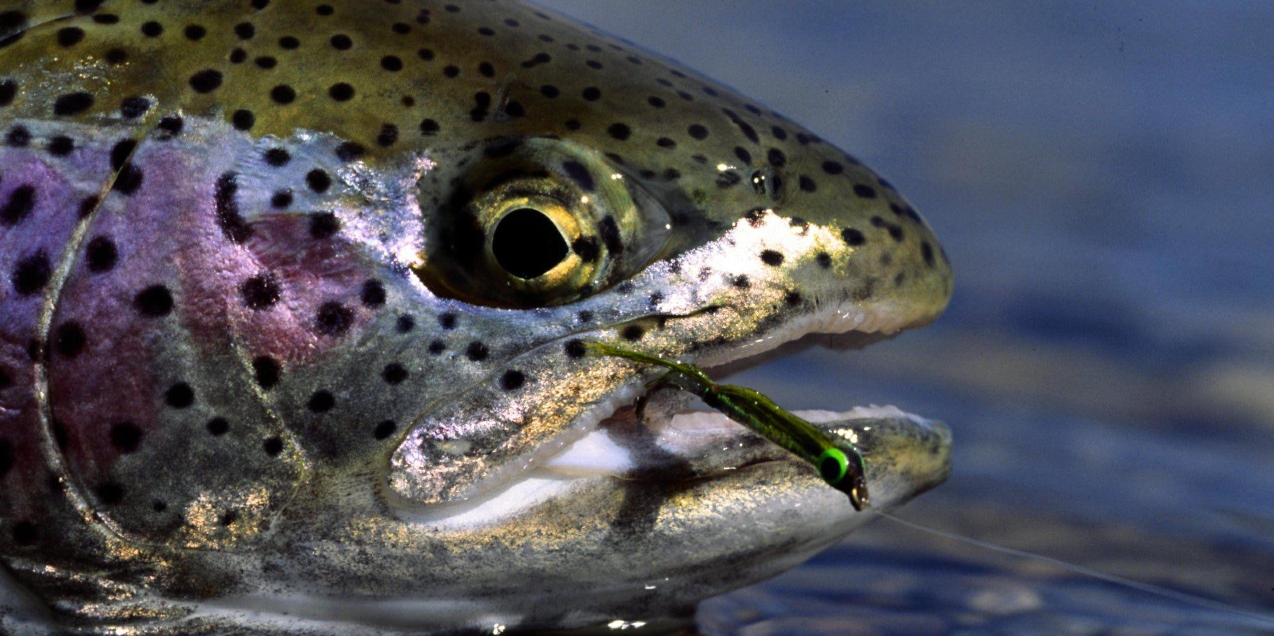 2552x1275 Trout Wallpaper