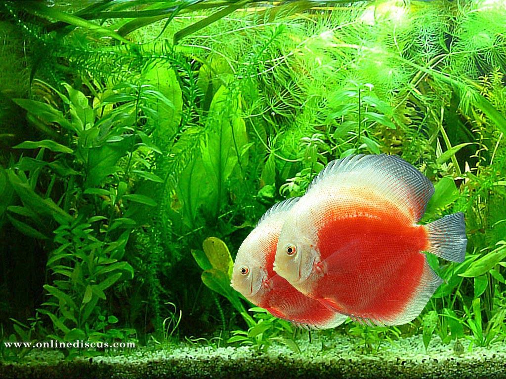 1024x768 Free download Freshwater Fish Wallpaper Fish Wallpaper 25278 HD [1024x768] for your Desktop, Mobile & Tablet. Explore Freshwater Fish Wallpaper. Freshwater Fish Wallpaper, Fish Wallpaper, Fish Background