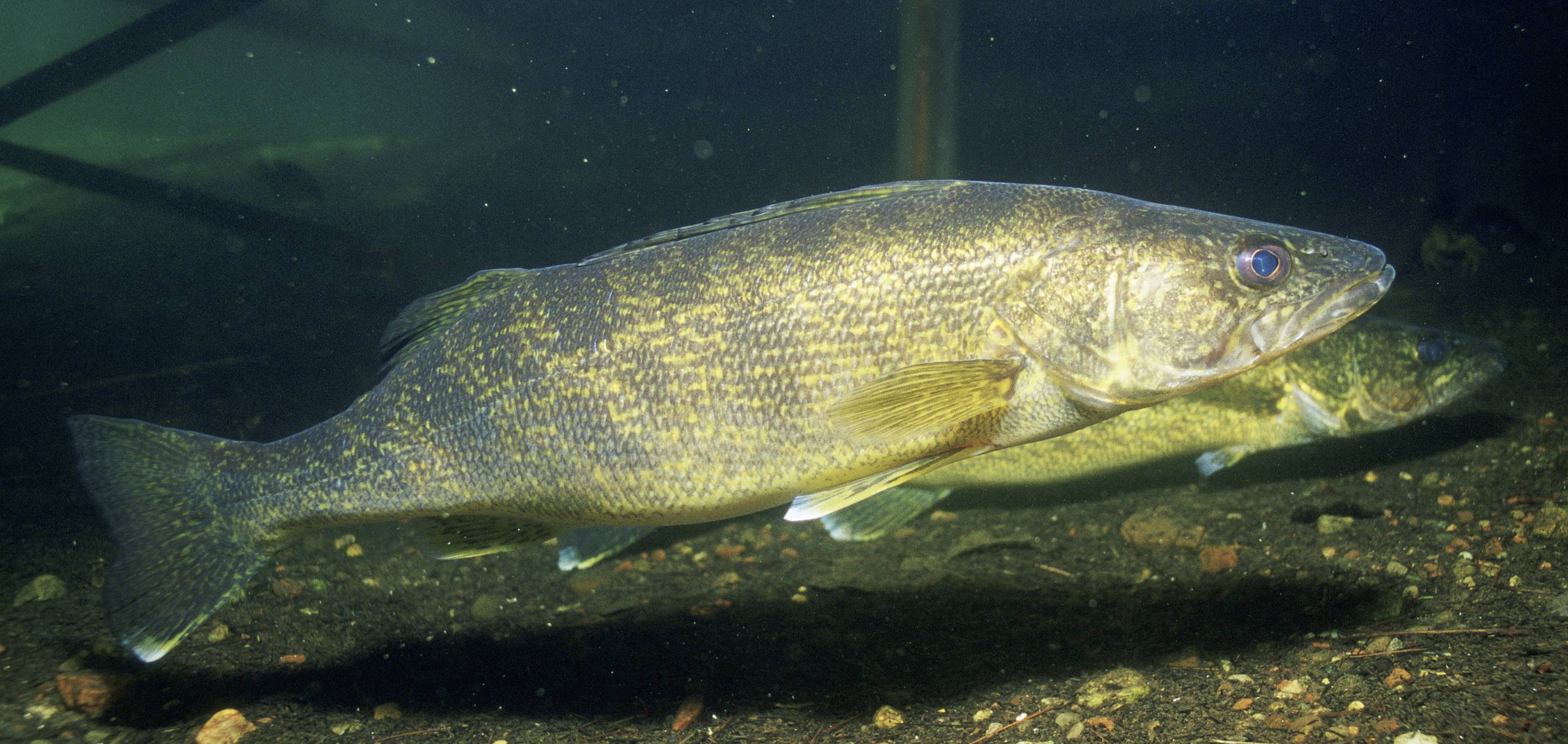 2884x1368 Walleye Wallpaper