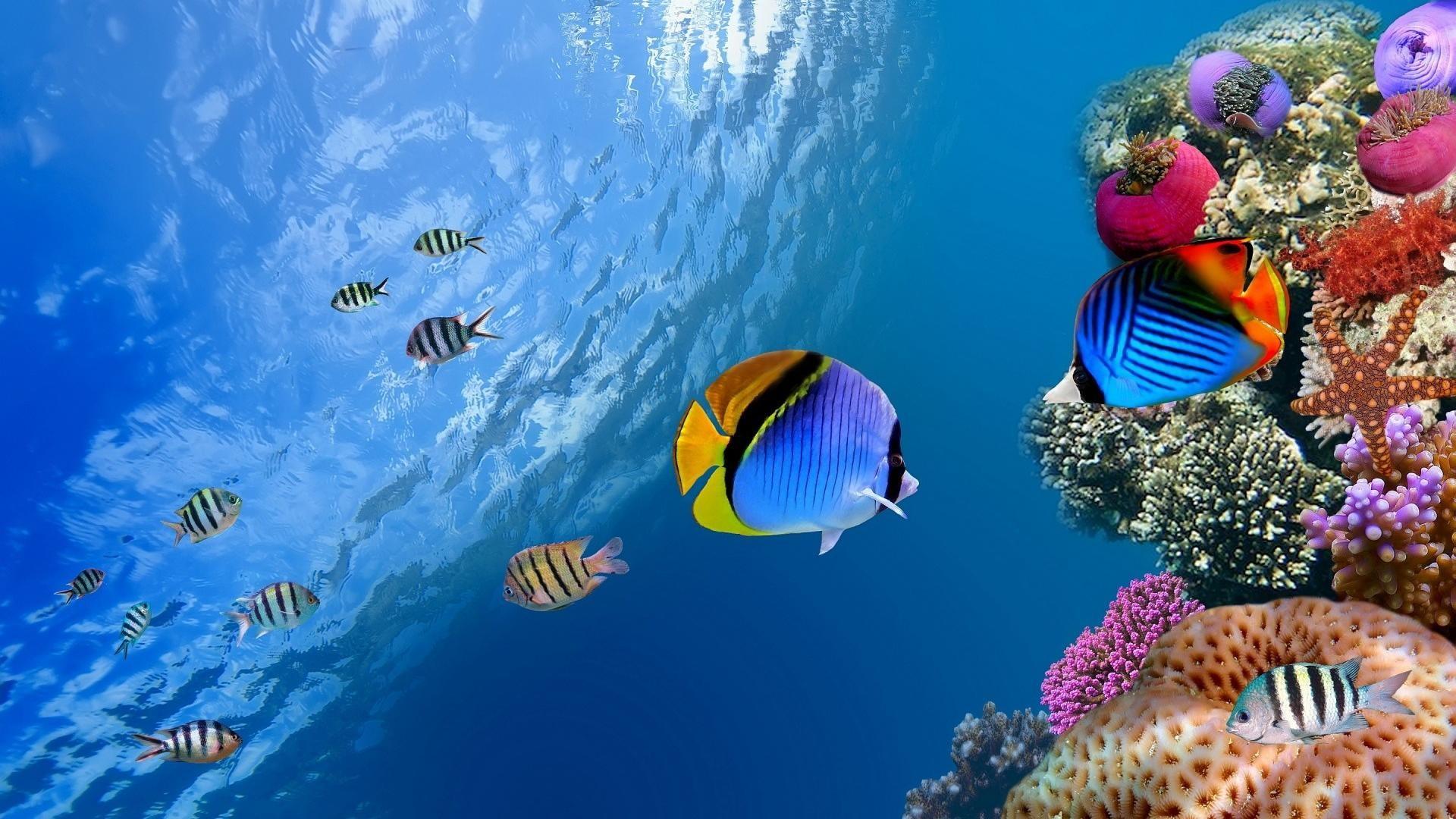 1920x1080 Tropical Fish Wallpaper background picture