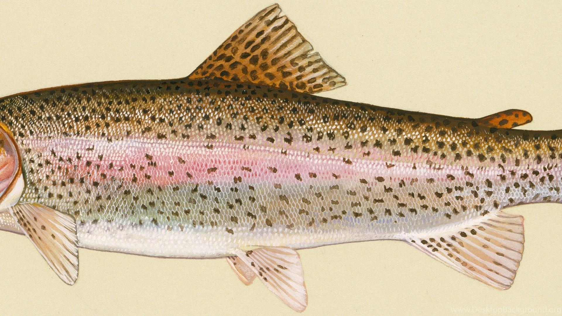 1920x1080 Rainbow Trout Photo And Wallpaper. Cute Rainbow Trout Picture Desktop Background