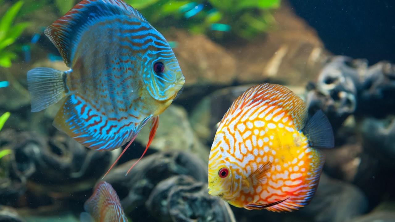 1280x720 Wallpaper Discus, exotic, aquarium, fish, close up, water, blue, orange, World's best diving sites, Animals