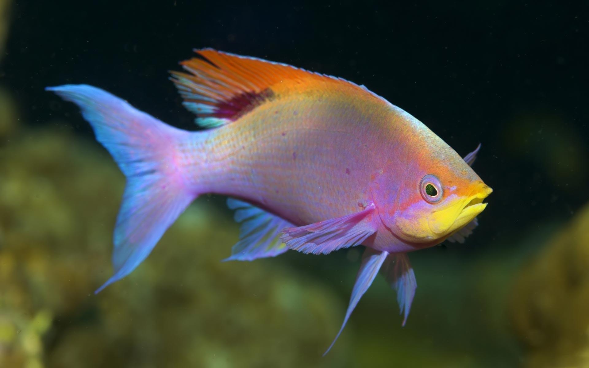 1920x1200 Freshwater Fish Wallpaper 18359