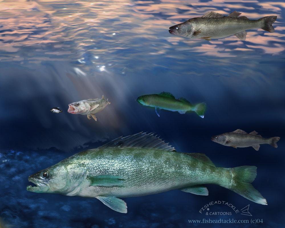 1000x800 Walleye Art 3