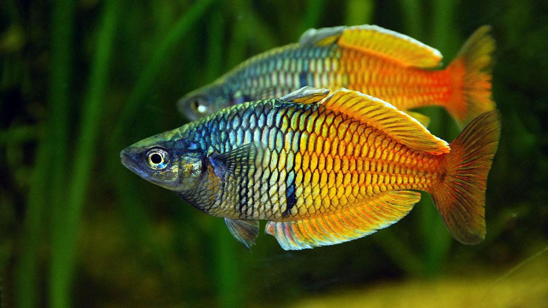 1920x1080 Catfish Wallpaper