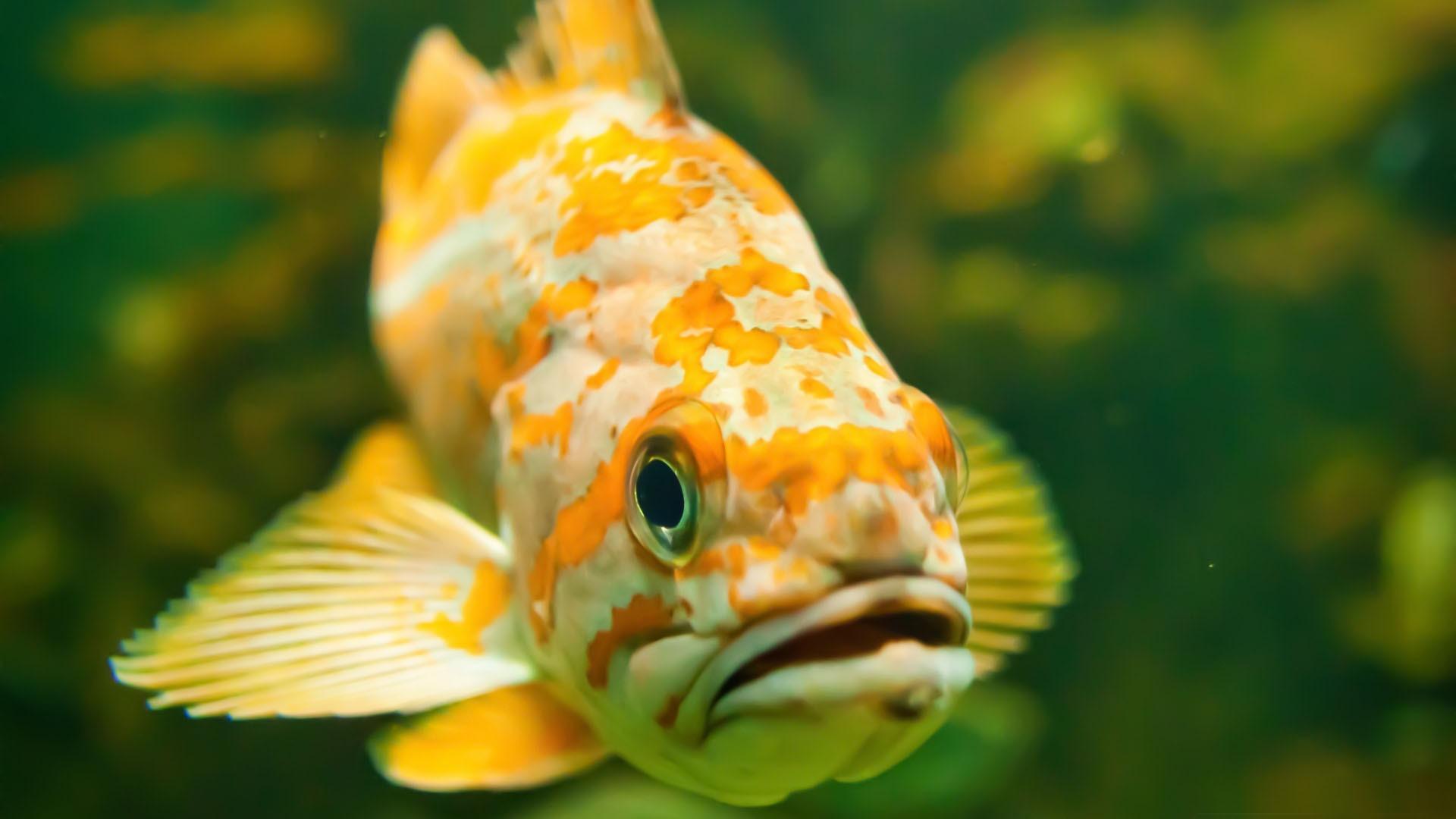 1920x1080 Freshwater Fish High Quality HD Wallpaper