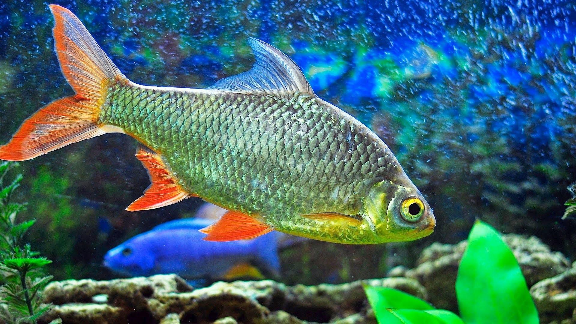 1920x1080 Fish Wallpaper