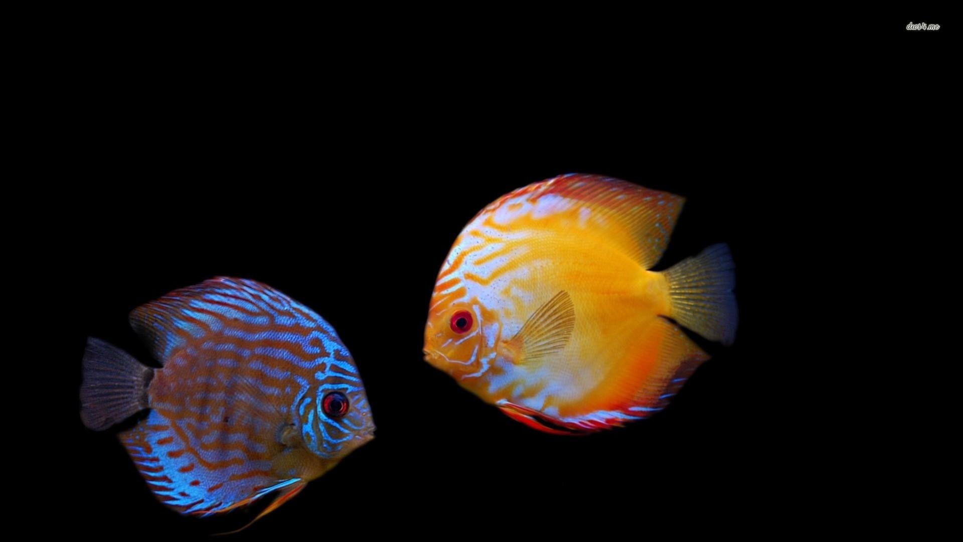 1920x1080 Beautiful Tropical Fish Picture