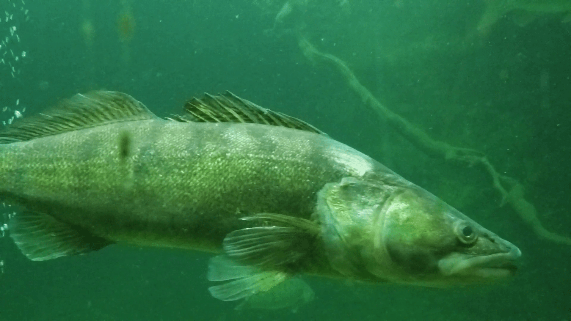 1920x1080 Mannapedia: Huge Walleye, Zander or Pikeperch Sander lucioperca. Underwater video of fresh water fish