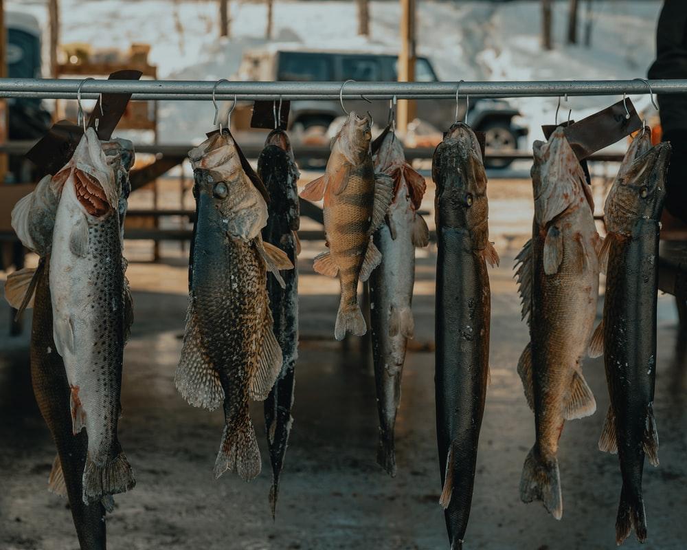 1000x800 Walleye Picture. Download Free Image