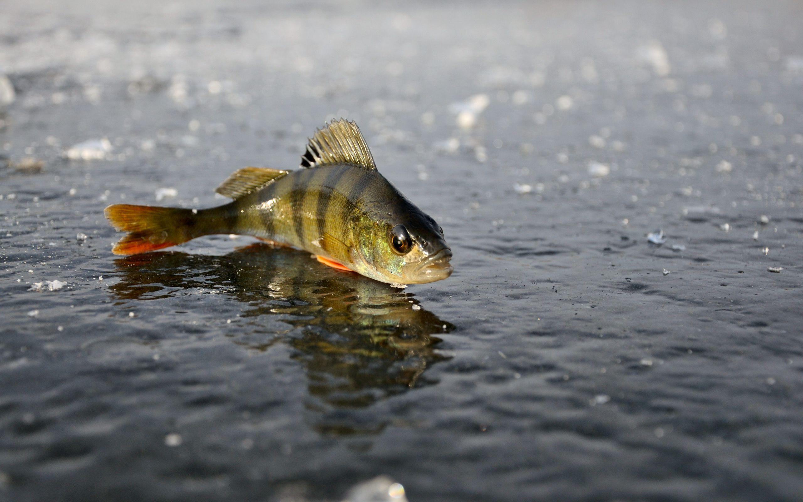 2560x1600 Ice Fishing Wallpaper, HD Ice Fishing Background