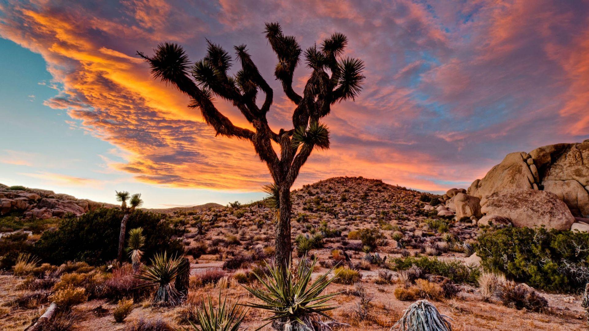 1920x1080 Joshua Tree National Park Wallpaper