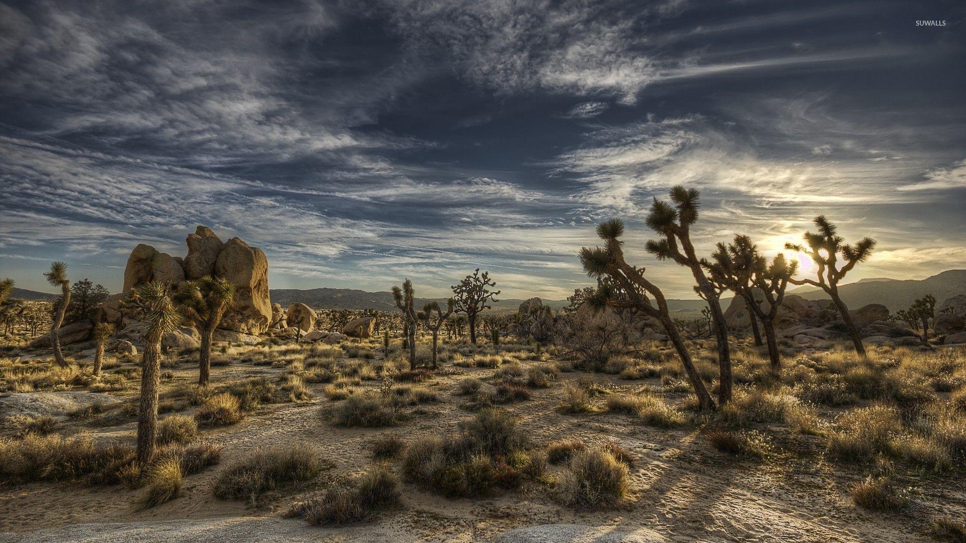 1920x1080 Joshua Tree National Park Wallpaper