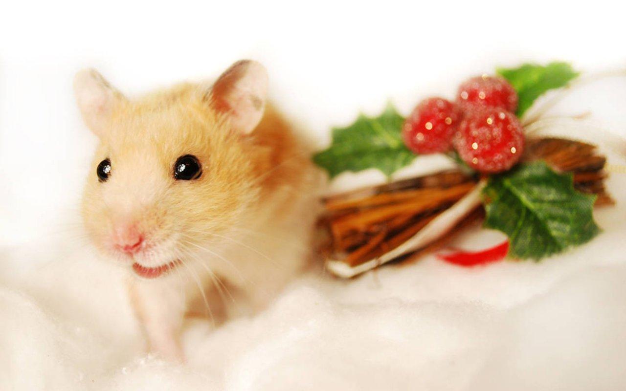 1280x800 Cute Hamster Christmas Wallpaper