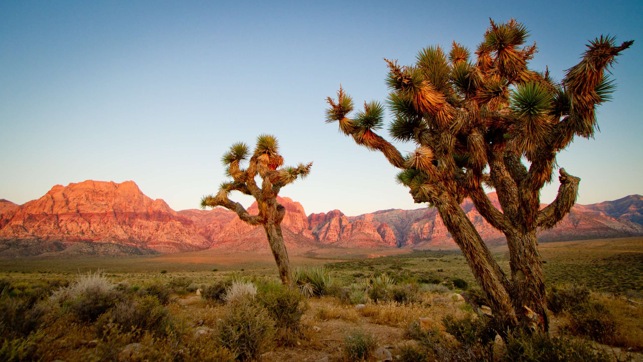 2560x1440 Joshua Tree National Park Desktop Wallpaper Background HD 2560x1440 :