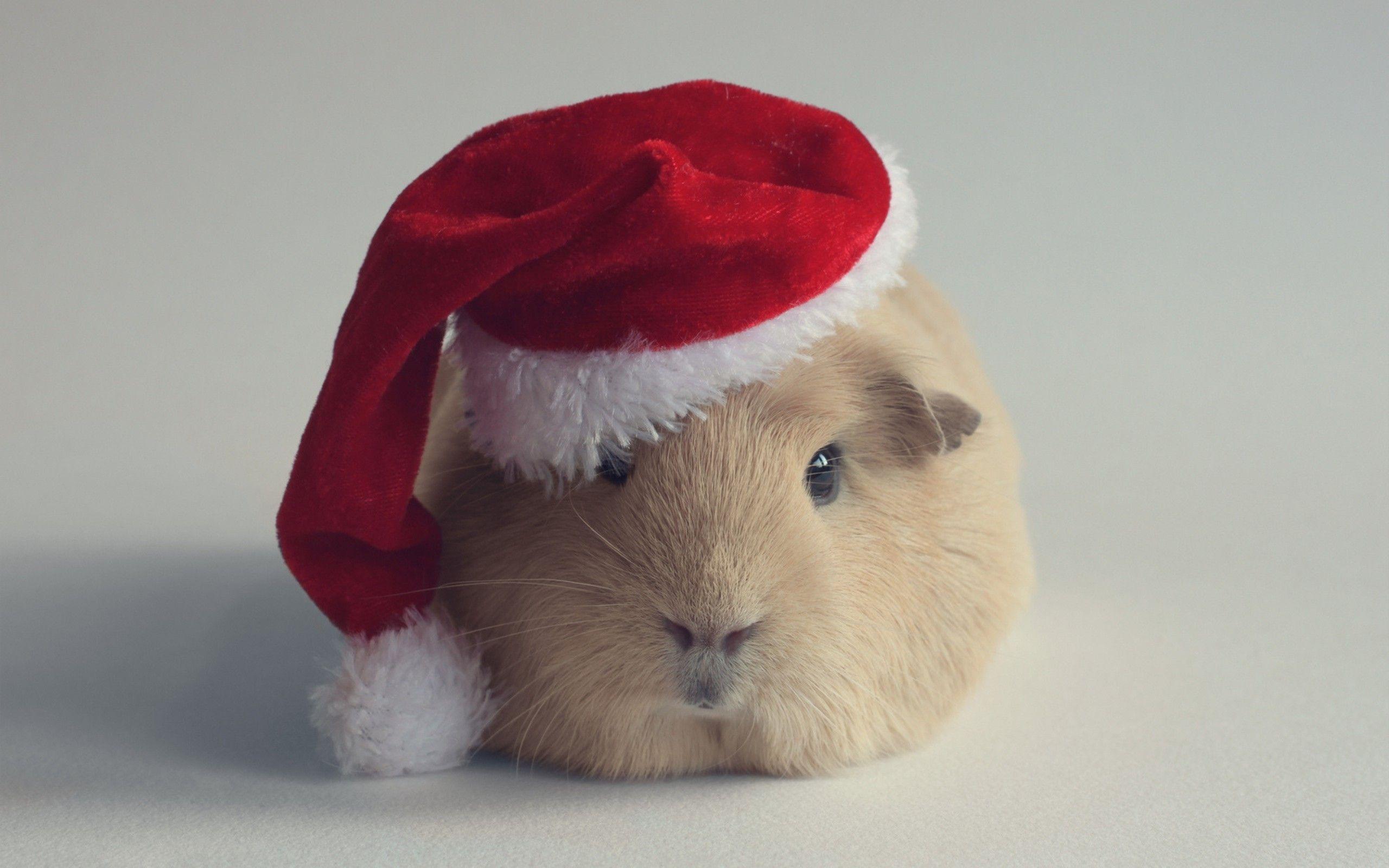2560x1600 Hamster Background