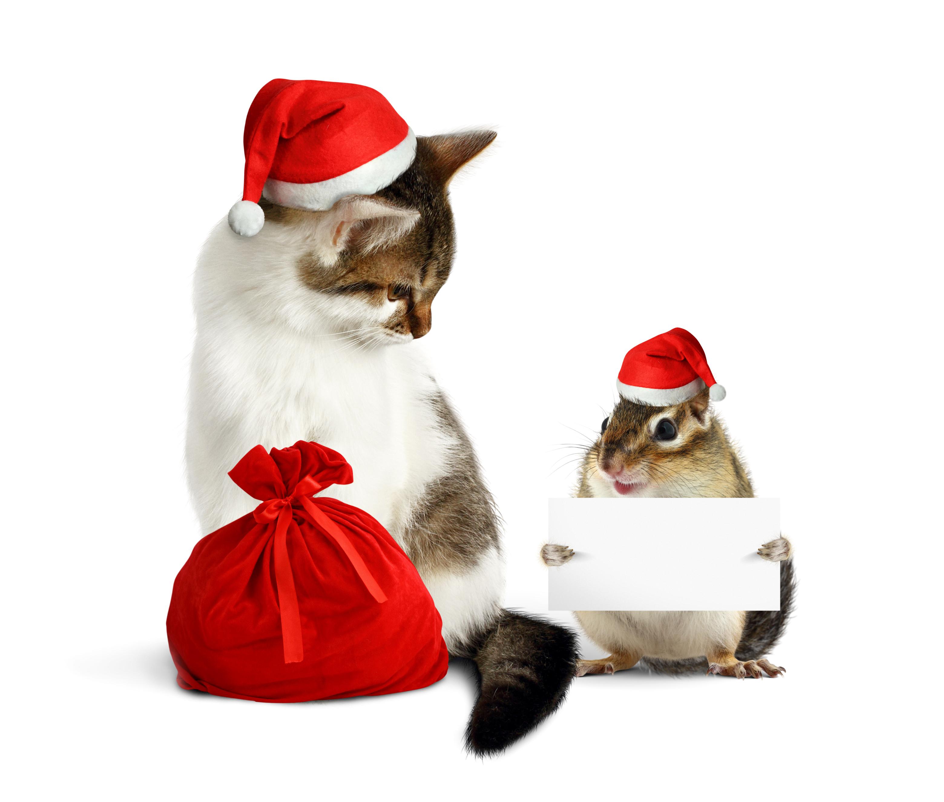 3119x2650 Christmas Cat and Hamster HD Wallpaper