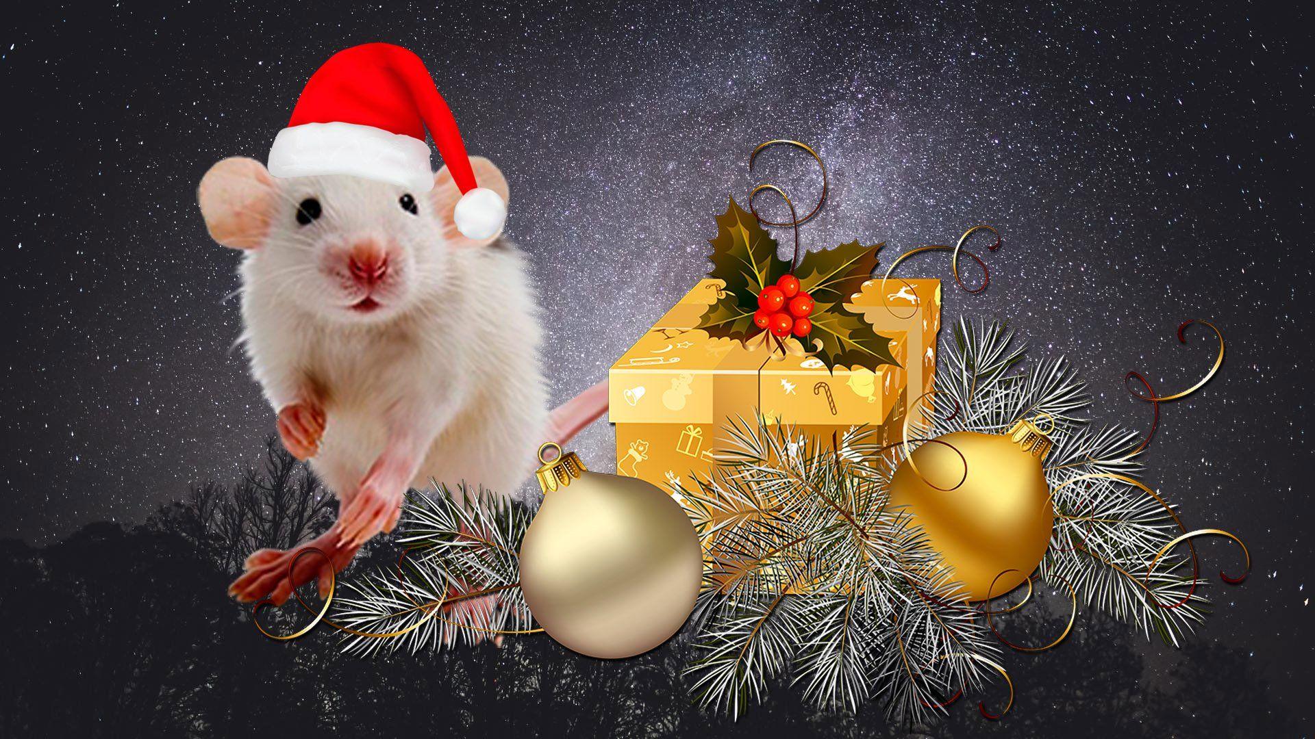 1920x1080 Christmas White Rat Wallpaper