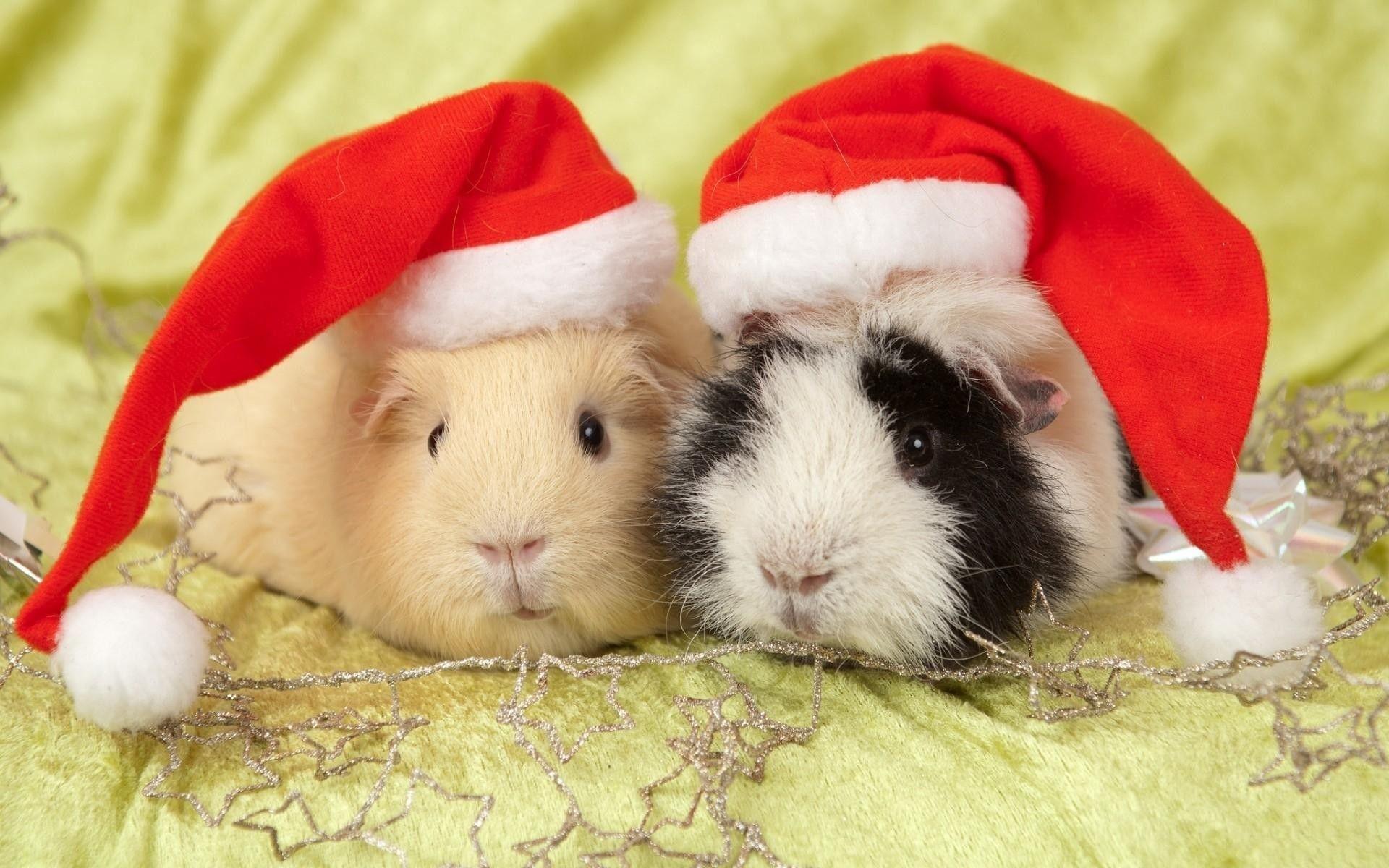 1920x1200 Pigs Christmas Wallpaper