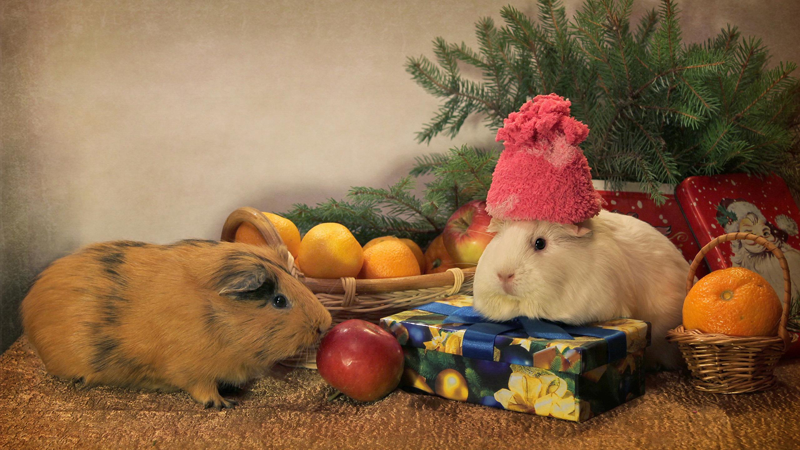 2560x1440 Desktop Wallpaper cavy Christmas 2 Mandarine Winter hat 2560x1440