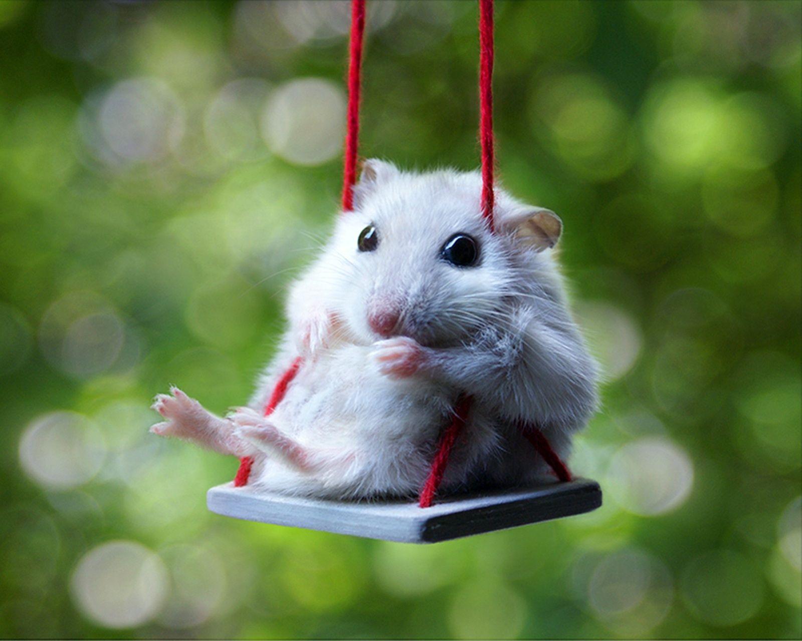 1600x1280 Cute Hamster Christmas Wallpaper