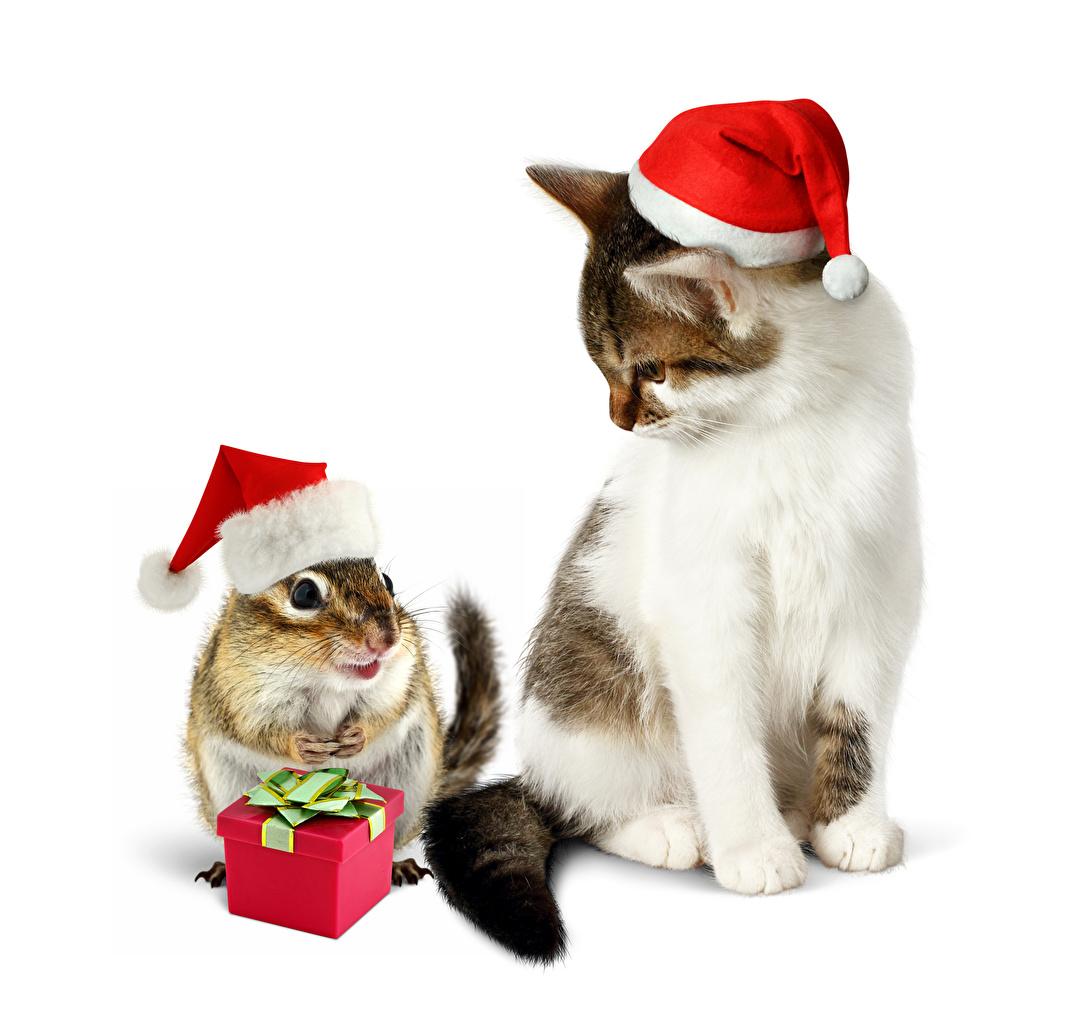 1081x1024 Wallpaper cat Chipmunks Christmas Winter hat Gifts Animals White