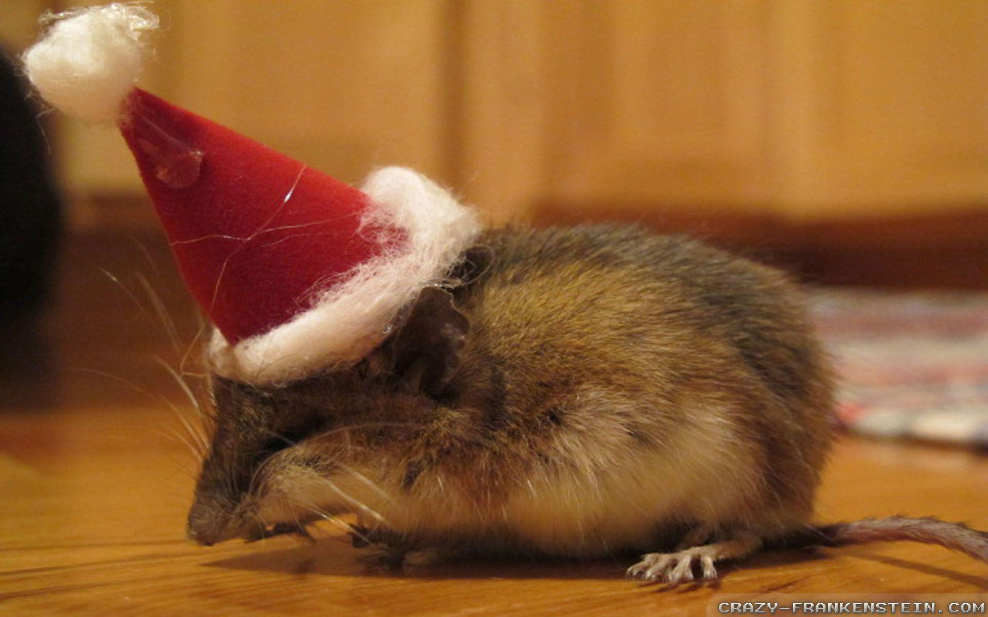 1920x1200 Cute Hamster Christmas Wallpaper