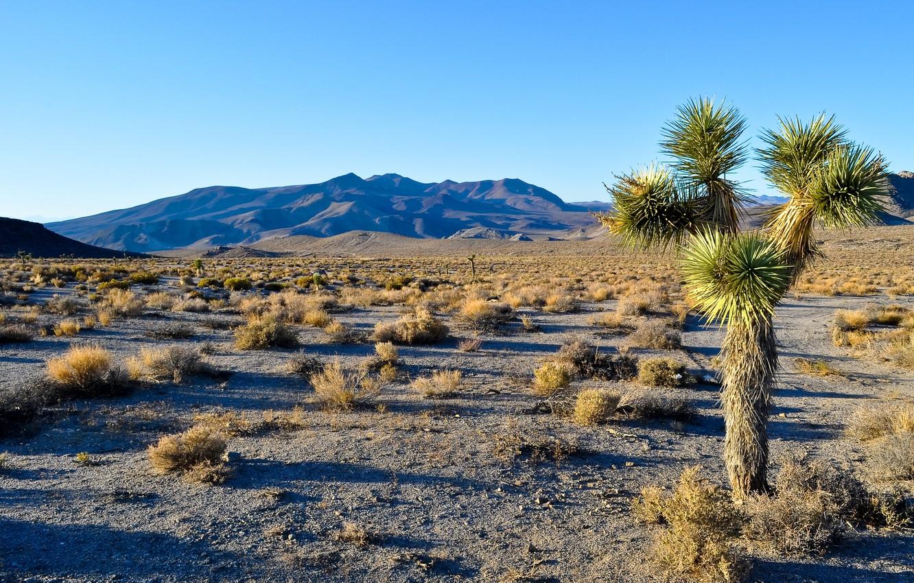 1332x850 Wallpaper the sky, landscape, mountains, tree, desert, USA, joshua tree national park, CA image for desktop, section природа