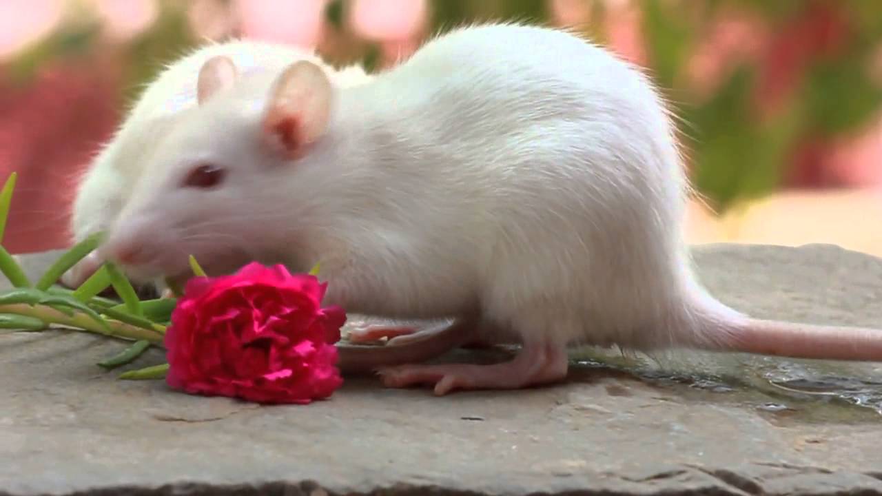 Cute Mouse Wallpapers - Top Free Cute Mouse Backgrounds - WallpaperAccess