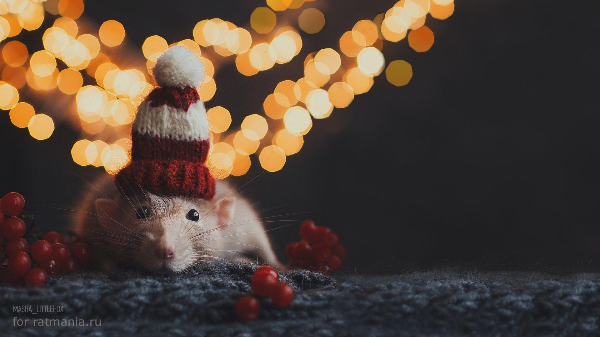 1920x1080 Christmas White Rat Wallpaper