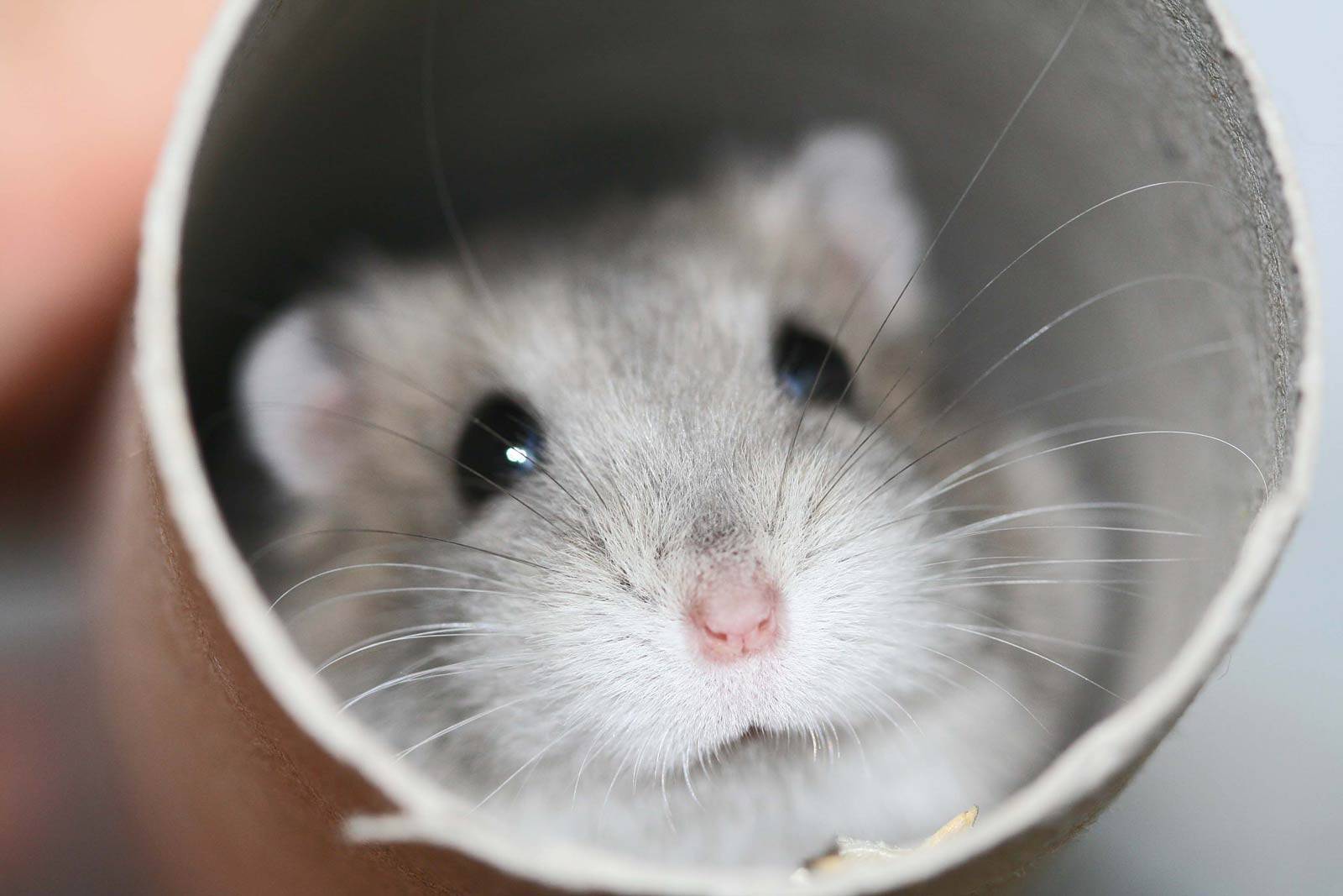 1600x1067 Hamster Background