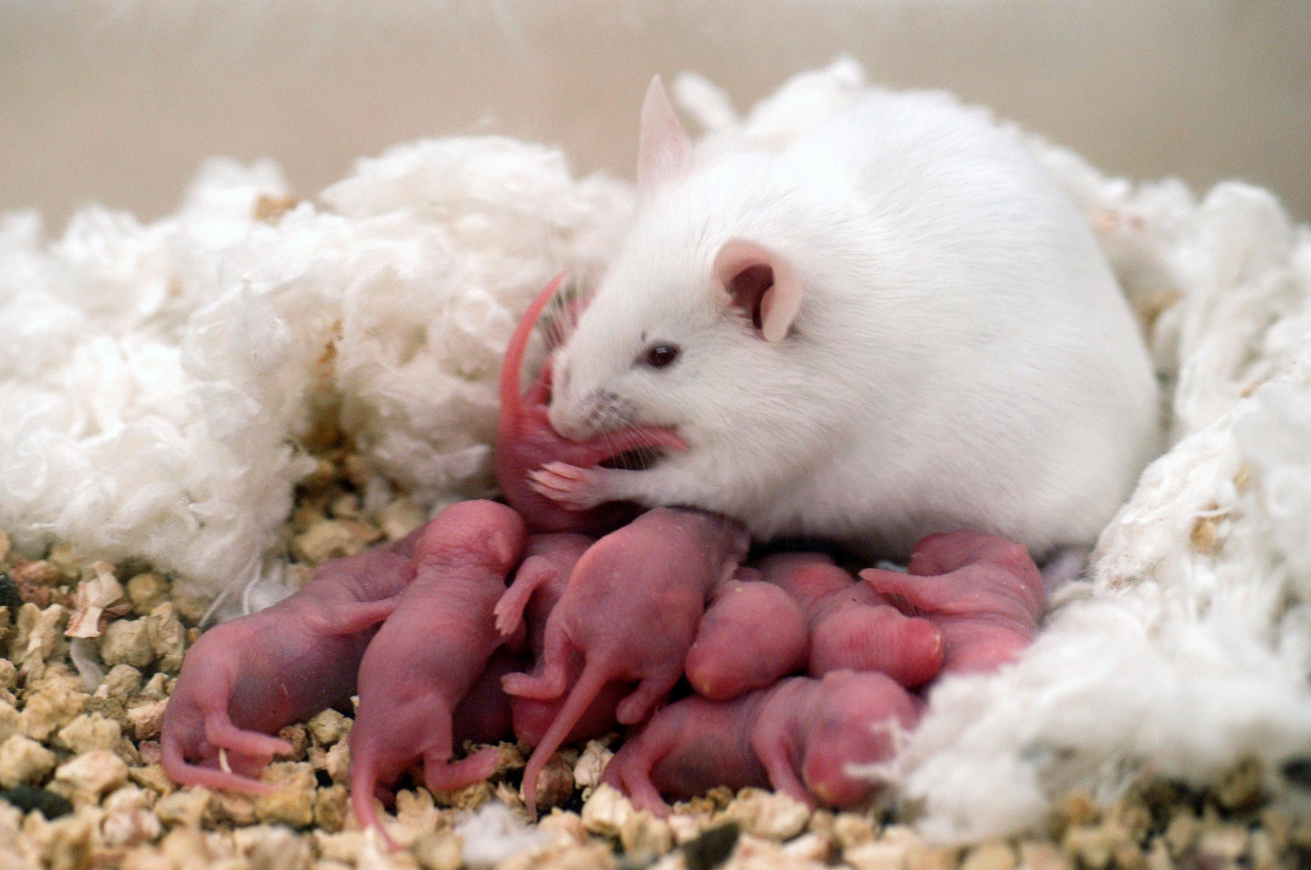 2560x1700 Free download White Rat With Cute Pups Wallpaper HD Wallpaper [2700x1752] for your Desktop, Mobile & Tablet. Explore Cute Mouse Wallpaper. Cute Mouse Wallpaper, Cute Mickey Mouse iPhone Wallpaper