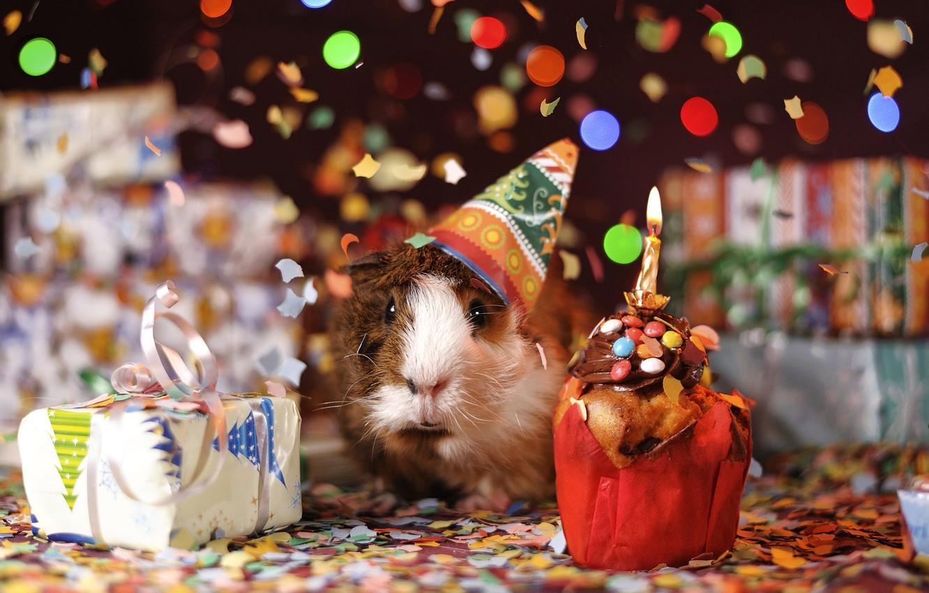 1332x850 Wallpaper Christmas, gifts, New year, Guinea pig, cap, confetti, rodent, cupcake image for desktop, section новый год