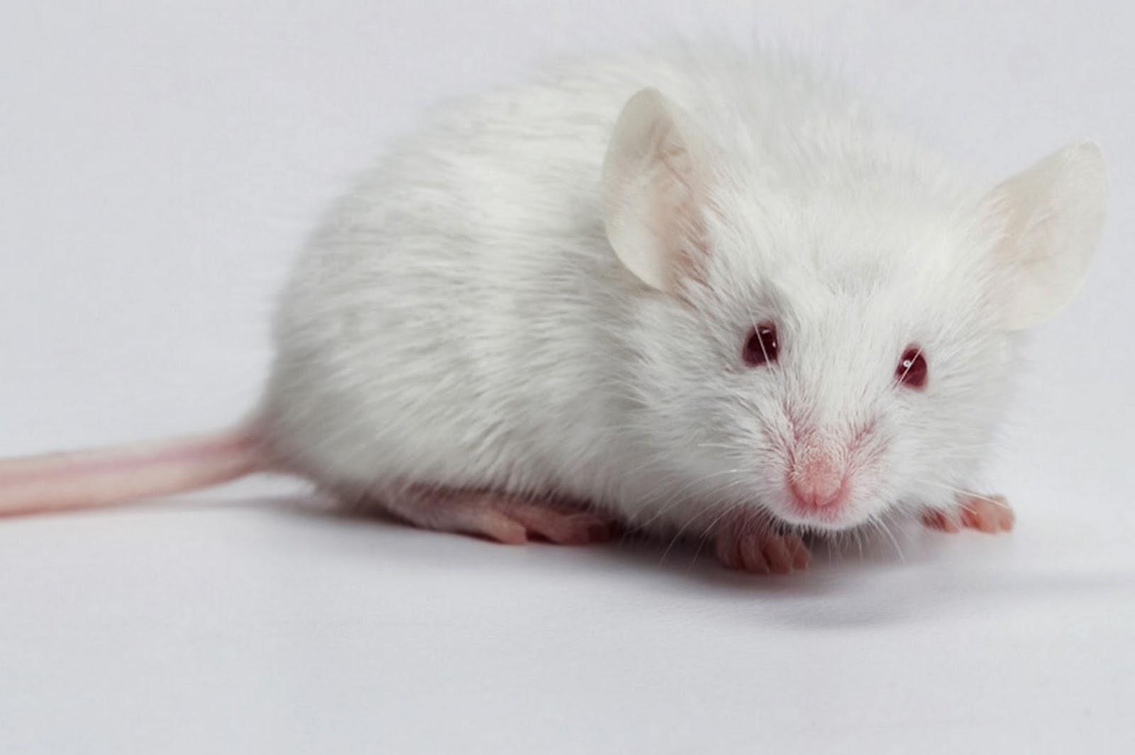1600x1065 Free download White mouse wallpaper beautiful desktop wallpaper 2014 [1600x1065] for your Desktop, Mobile & Tablet. Explore Cute Mouse Wallpaper. Cute Mouse Wallpaper, Cute Mickey Mouse iPhone Wallpaper, Mickey Mouse Background