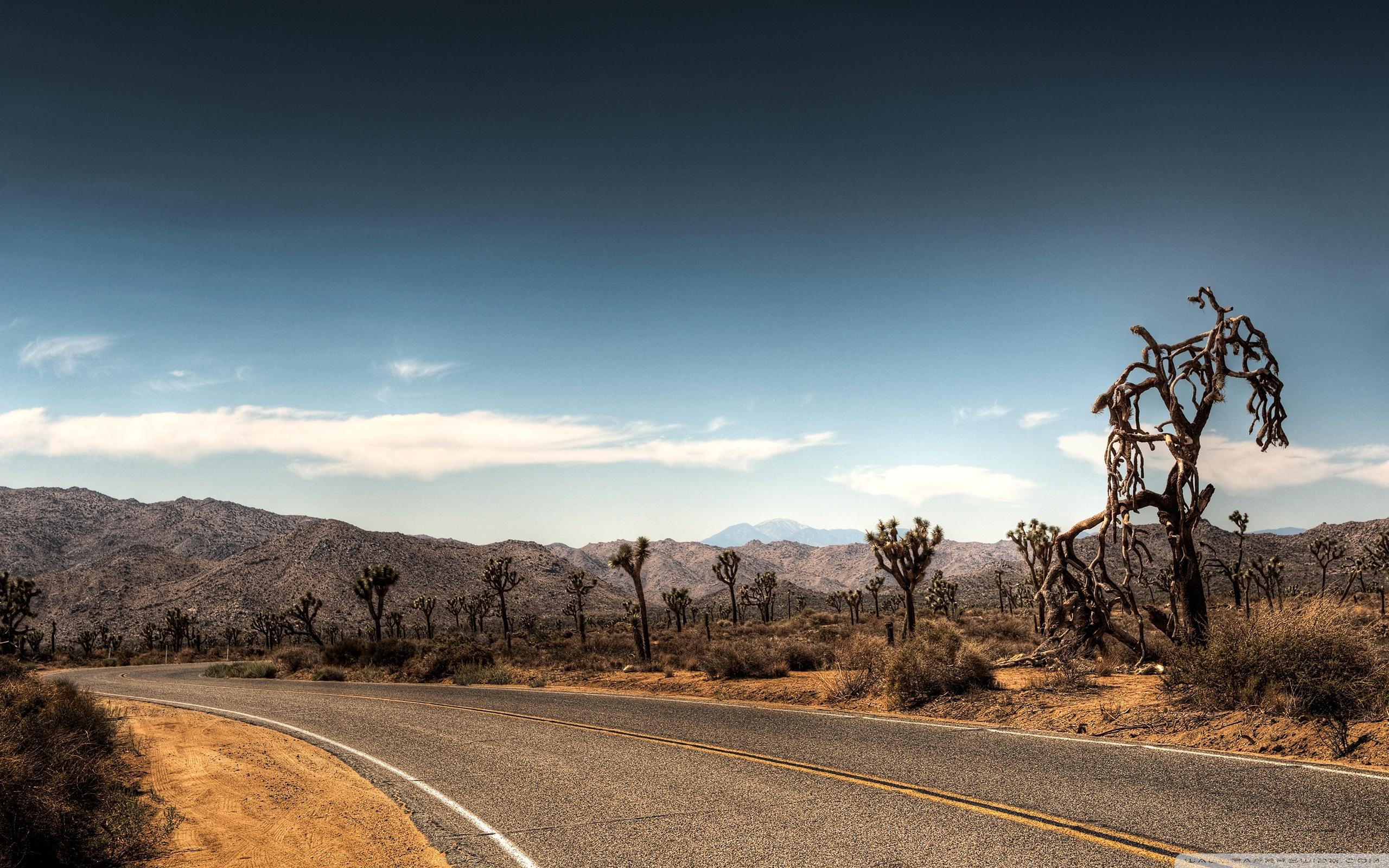 2560x1600 Joshua Tree National Park Ultra HD Desktop Background Wallpaper for 4K UHD TV : Multi Display, Dual Monitor : Tablet