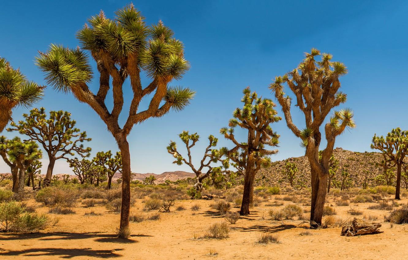 1332x850 Wallpaper sand, desert, dunes, USA, Joshua Tree, shrub, Joshua Tree National Park, Joshua Tree image for desktop, section природа
