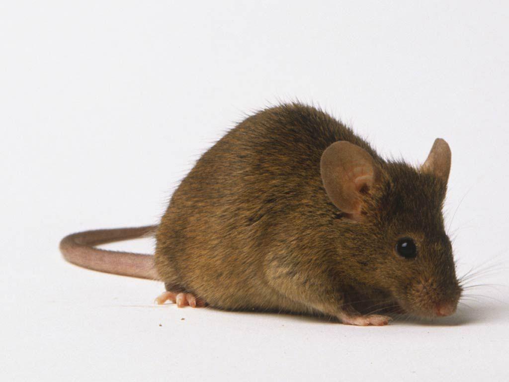 Cute Mouse Wallpapers - Top Free Cute Mouse Backgrounds - WallpaperAccess