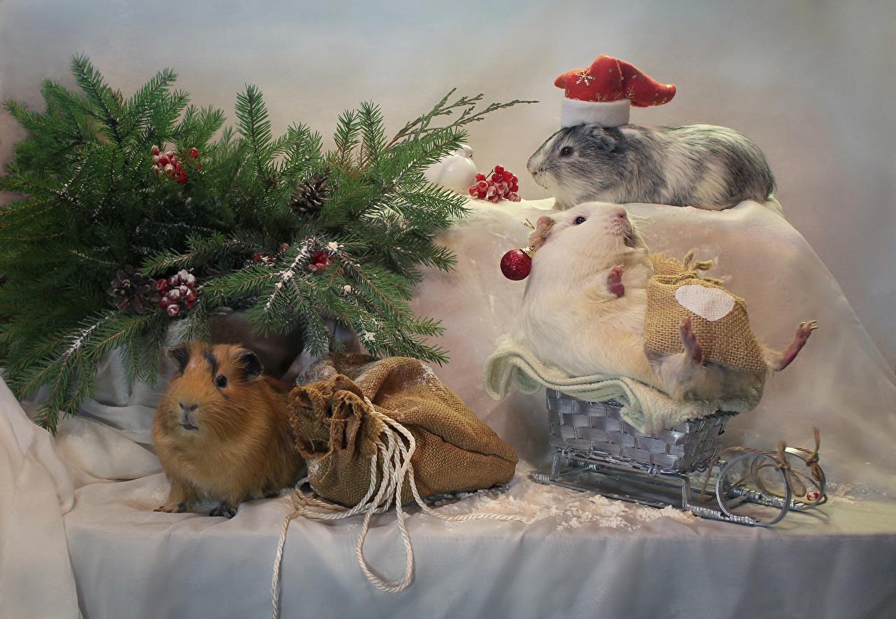 1280x884 Photo Guinea pigs New year Sled Winter hat Gifts Branches Animals