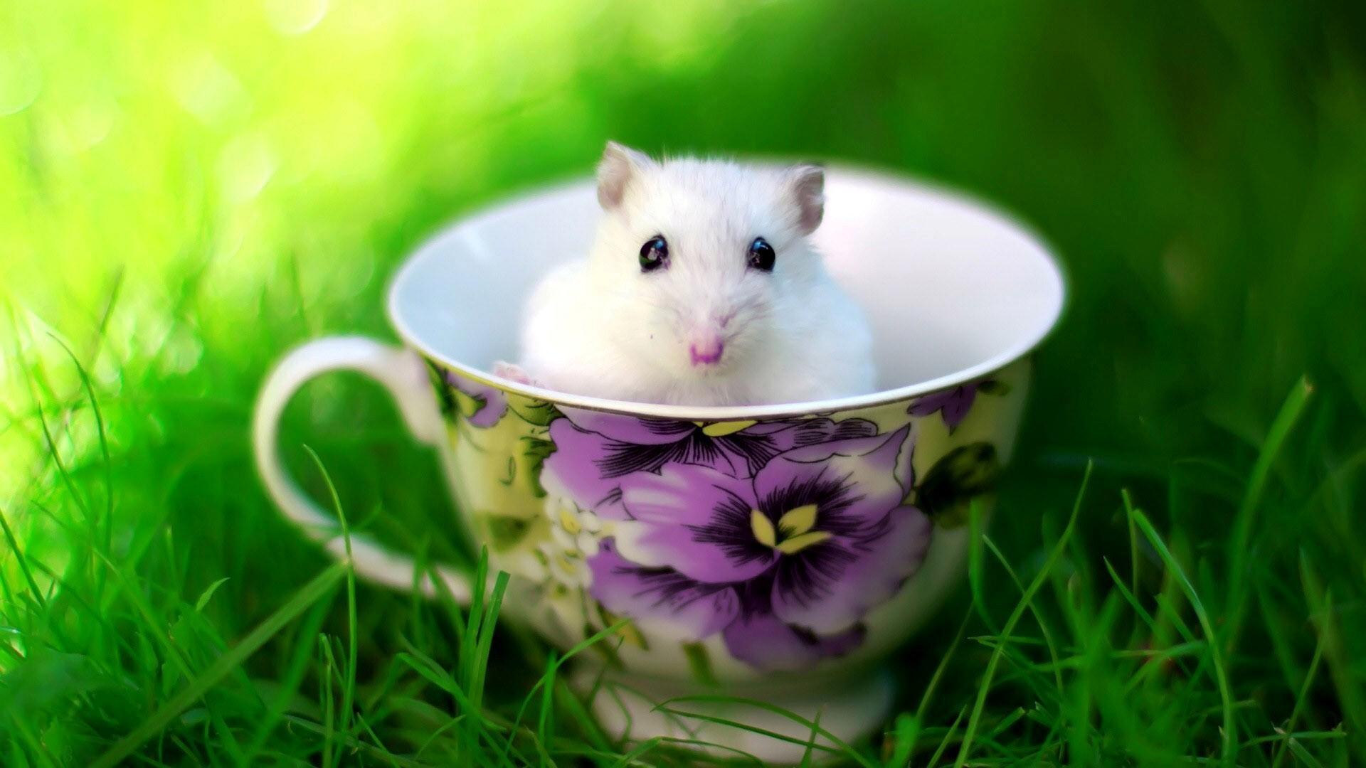 Cute Mouse Wallpapers - Top Free Cute Mouse Backgrounds - WallpaperAccess