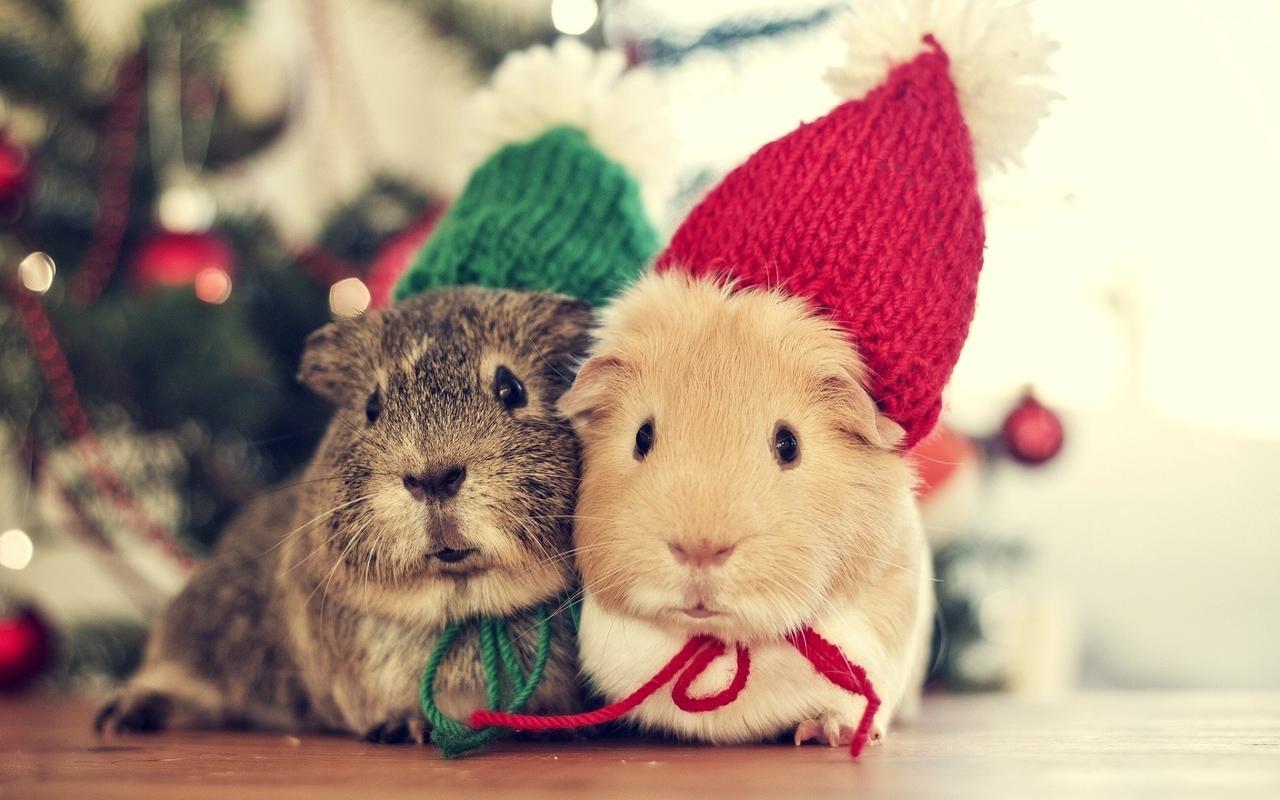 1280x800 Free download Guinea pigs wallpaper 31103 [1280x800] for your Desktop, Mobile & Tablet. Explore Guinea Pig Wallpaper. Cute Pig Wallpaper, Cute Guinea Pig Wallpaper, Christmas Guinea Pig Wallpaper