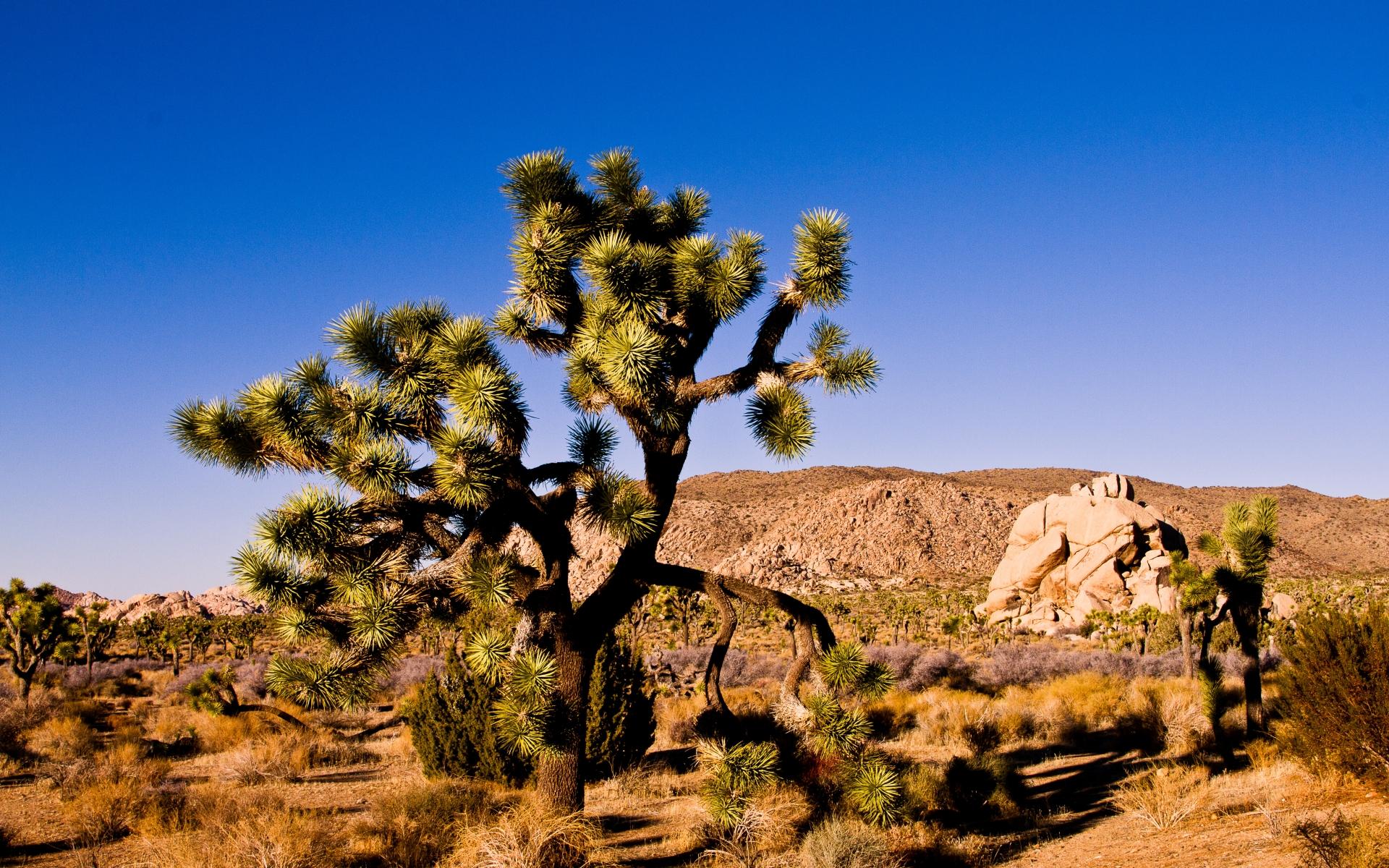 1920x1200 Free download Joshua Tree National Park HD Wallpaper All HD Wallpaper [1920x1200] for your Desktop, Mobile & Tablet. Explore Joshua Tree Wallpaper. Joshua Tree National Park Wallpaper, Joshua Name Wallpaper