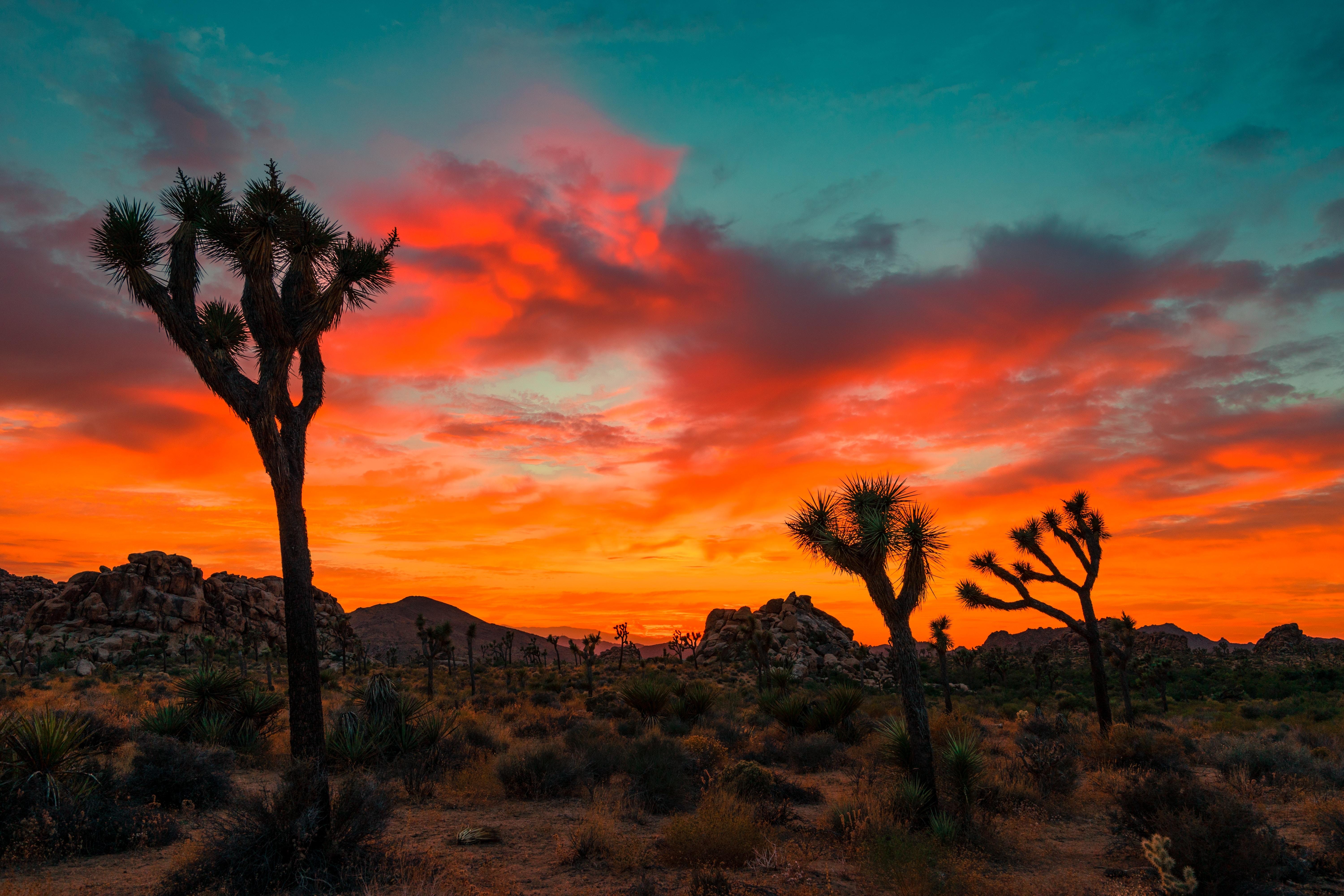 6000x4000 Download 6000x4000 Joshua Tree National Park, Sunset, Rocks Wallpaper
