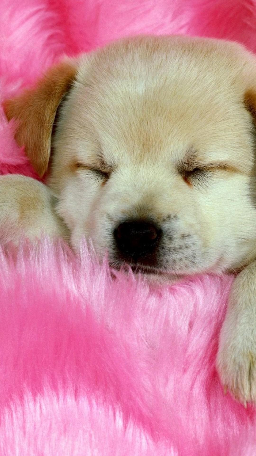 1080x1920 Puppies Phone Background Cute Wallpaper