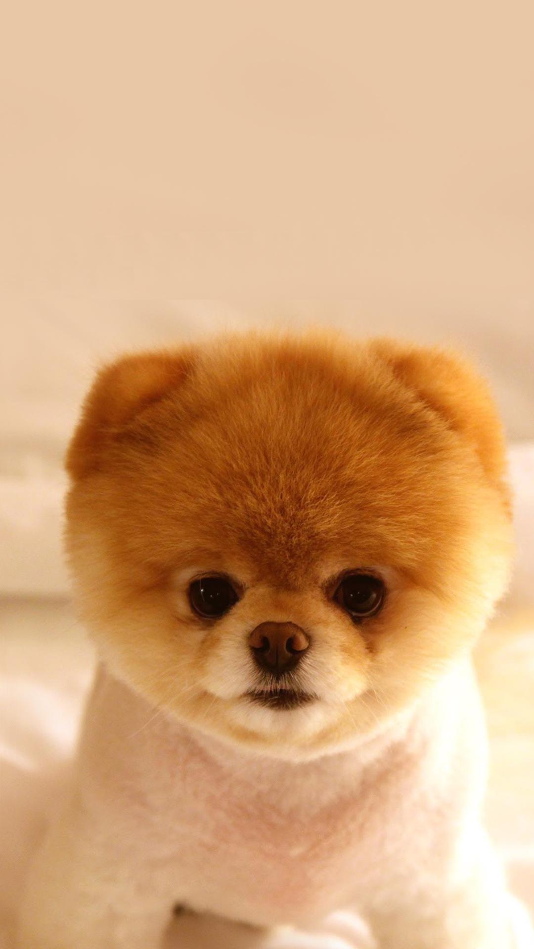 Cute Puppy Phone Wallpapers - Top Free Cute Puppy Phone Backgrounds - WallpaperAccess