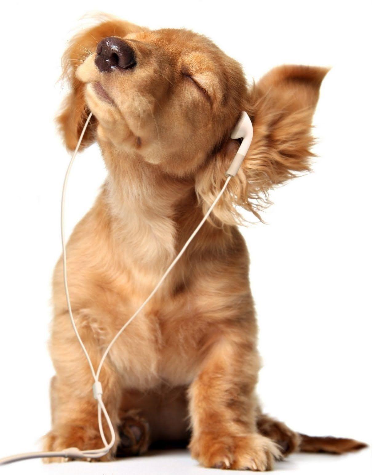 1216x1542 Cute Puppy Desktop Wallpaper